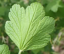[photo of leaves]
