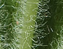 [photo of hairs on leaf surfaces]