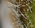 [close-up of sepals and flower stalk]