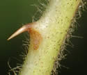 [photo of leaflet stalk]