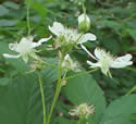 [photo of flower cluster]