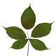 [photo of Sharp-tooth Blackberry]