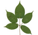 [leaf scan]