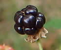 [photo of fruit]