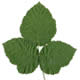 [photo of European Dewberry]