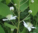 [photo of flower cluster]