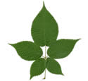 [leaf scan]