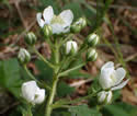 [photo of flower cluster]