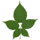 [photo of Ithaca Dewberry]