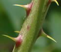 [photo of stem prickles and hairs]