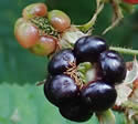 [photo of fruit]