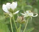 [photo of flower cluster]