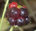 [photo of developing fruit]