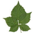 [leaf scan]