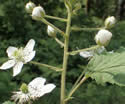 [photo of raceme flower cluster]