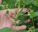 [photo of developing fruit]