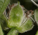 [photo of sepals and flower stalks]