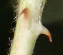 [photo of leaflet stalk]