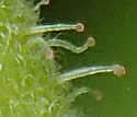 [close-up of sepals and flower stalk]