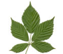 [leaf scan]