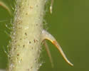 [close-up of leaflet stalk]