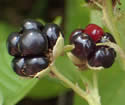 [photo of fruit]