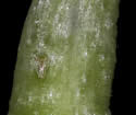 [photo of capsules and scale]