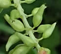 [photo of developing fruit]