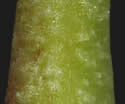 [photo of maturing capsule and scale]