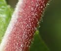 [photo of red twig and stipules]