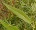[photo of leaves and stipules]