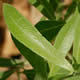 [photo of Prairie Willow]