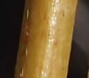 [photo of yellow twig and new leaves]