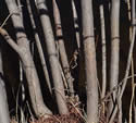 [photo of lower stems]