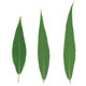 [photo of Black Willow]