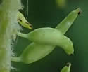[photo of fruit]