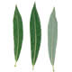 [photo of Meadow Willow]
