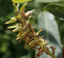 [photo of mature fruit]