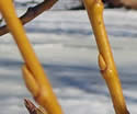 [photo of 1-year-old twigs]