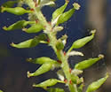 [photo of female catkins]