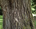 [photo of mature trunk]