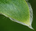 [photo of leaf hairs]
