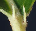 [photo of elongated glands on older leaves]