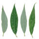 [photo of Crack Willow]