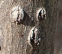 [photo of bark with shallow fissures]
