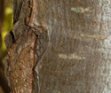 [photo of mature trunk]