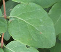 [photo of leaves]