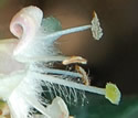[photo of flowers]