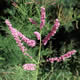 [photo of Saltcedar]