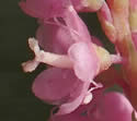 [photo of flowers]